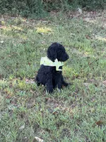 Master Winston, a male Goldendoodle for sale in Huntingdon, TN – 4 of 5