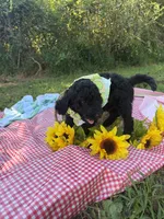 Master Winston, a male Goldendoodle for sale in Huntingdon, TN – 5 of 5