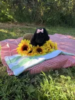 Miss Iris, a male Goldendoodle for sale in Huntingdon, TN – 5 of 6
