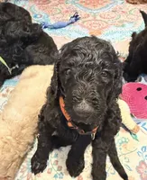 Master Franklin , a male Goldendoodle for sale in Huntingdon, TN – 2 of 7