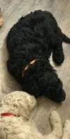 Master Franklin , a male Goldendoodle for sale in Huntingdon, TN – 7 of 7