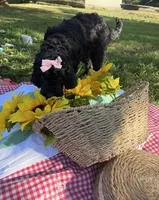 Miss Iris, a male Goldendoodle for sale in Huntingdon, TN – 6 of 6