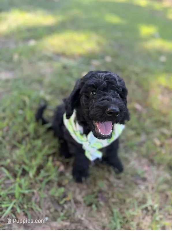 Master Franklin  – Goldendoodle puppy for sale in Huntingdon, TN