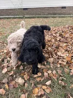 Miss Opal , a female Goldendoodle for sale in Huntingdon, TN – 4 of 5