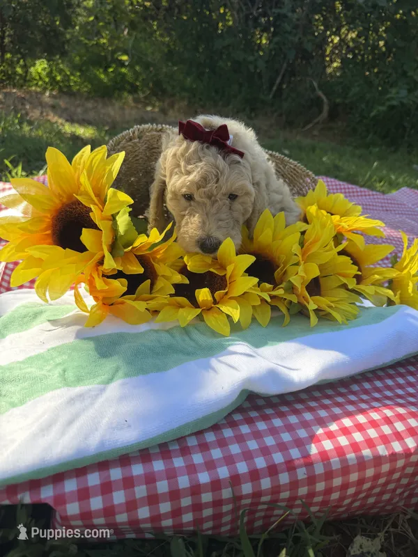 Miss Hazel – Goldendoodle puppy for sale in Huntingdon, TN