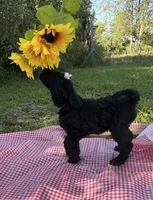 Miss Iris, a male Goldendoodle for sale in Huntingdon, TN – 4 of 6