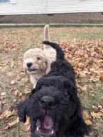 Miss Opal , a female Goldendoodle for sale in Huntingdon, TN – 2 of 5