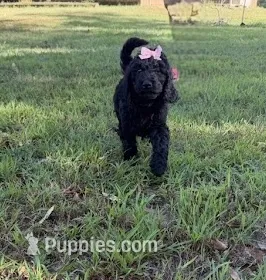Miss Iris – Goldendoodle puppy for sale in Huntingdon, TN