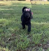 Miss Iris, a male Goldendoodle for sale in Huntingdon, TN – 1 of 6