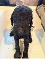 Master Franklin , a male Goldendoodle for sale in Huntingdon, TN – 6 of 7