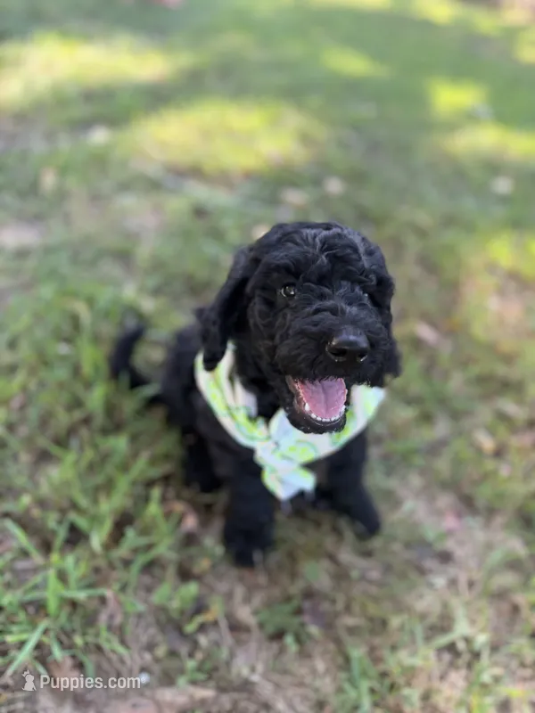 Master Winston – Goldendoodle puppy for sale in Huntingdon, TN