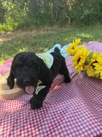 Master Winston, a male Goldendoodle for sale in Huntingdon, TN – 3 of 5