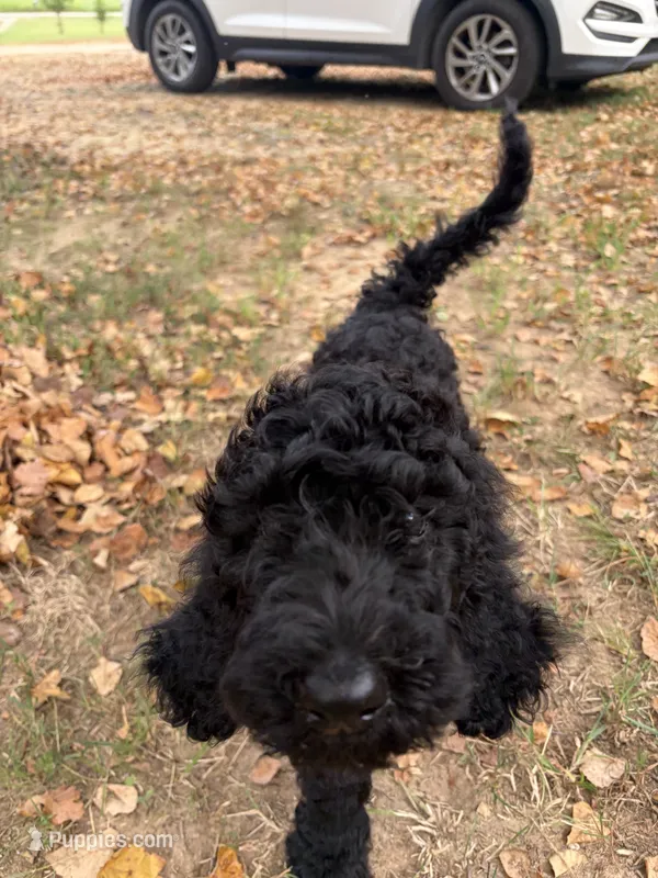 Miss Opal  – Goldendoodle puppy for sale in Huntingdon, TN