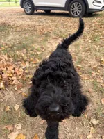 Miss Opal , a female Goldendoodle for sale in Huntingdon, TN – 1 of 5