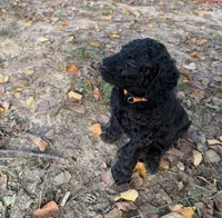 Master Franklin , a male Goldendoodle for sale in Huntingdon, TN – 5 of 7