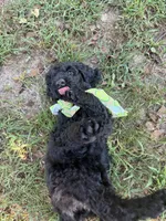 Master Winston, a male Goldendoodle for sale in Huntingdon, TN – 2 of 5