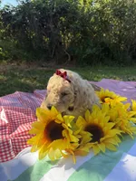 Miss Hazel, a male Goldendoodle for sale in Huntingdon, TN – 2 of 5