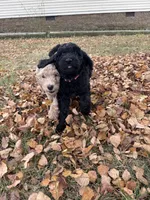Miss Opal , a female Goldendoodle for sale in Huntingdon, TN – 5 of 5