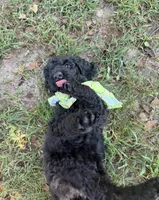 Master Franklin , a male Goldendoodle for sale in Huntingdon, TN – 4 of 7