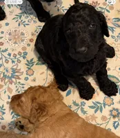 Master Franklin , a male Goldendoodle for sale in Huntingdon, TN – 3 of 7