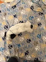 Blue Collar-Male, a male Australian Cattle Dog and Cavalier King Charles Spaniel for sale in Ocala, FL – Photo 4 of 4