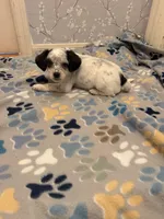 Blue Collar-Male, a male Australian Cattle Dog and Cavalier King Charles Spaniel for sale in Ocala, FL – Photo 3 of 4