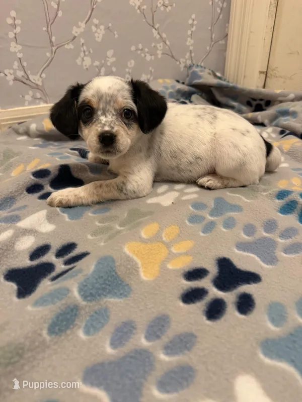 Blue Collar-Male – Australian Cattle Dog, Cavalier King Charles Spaniel puppy for sale in Ocala, FL