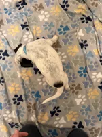 Blue Collar-Male, a male Australian Cattle Dog and Cavalier King Charles Spaniel for sale in Ocala, FL – Photo 2 of 4