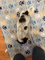 Red Collar-Male, a male Australian Cattle Dog and Cavalier King Charles Spaniel for sale in Ocala, FL – Photo 2 of 4