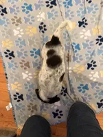 Red Collar-Male, a male Australian Cattle Dog and Cavalier King Charles Spaniel for sale in Ocala, FL – Photo 3 of 4