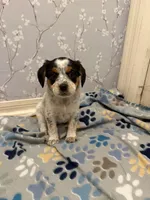 Red Collar-Male, a male Australian Cattle Dog and Cavalier King Charles Spaniel for sale in Ocala, FL – Photo 1 of 4