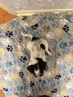 Red Collar-Male, a male Australian Cattle Dog and Cavalier King Charles Spaniel for sale in Ocala, FL – Photo 4 of 4