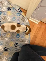 Black Collar-Male, a male Australian Cattle Dog and Cavalier King Charles Spaniel for sale in Ocala, FL – Photo 3 of 5