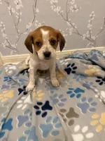 Black Collar-Male, a male Australian Cattle Dog and Cavalier King Charles Spaniel for sale in Ocala, FL – Photo 5 of 5