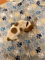 Black Collar-Male, a male Australian Cattle Dog and Cavalier King Charles Spaniel for sale in Ocala, FL – Photo 2 of 5