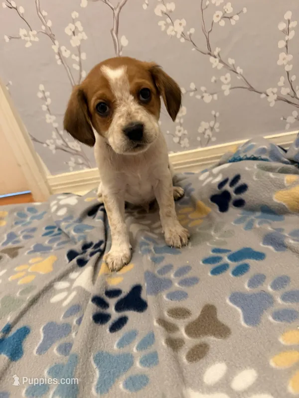 Black Collar-Male – Australian Cattle Dog, Cavalier King Charles Spaniel puppy for sale in Ocala, FL