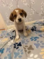 Black Collar-Male, a male Australian Cattle Dog and Cavalier King Charles Spaniel for sale in Ocala, FL – Photo 1 of 5