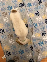 Black Collar-Male, a male Australian Cattle Dog and Cavalier King Charles Spaniel for sale in Ocala, FL – Photo 4 of 5