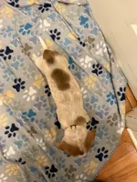 Yellow Collar-Male, a male Australian Cattle Dog and Cavalier King Charles Spaniel for sale in Ocala, FL – Photo 5 of 6