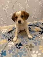 Yellow Collar-Male, a male Australian Cattle Dog and Cavalier King Charles Spaniel for sale in Ocala, FL – Photo 3 of 6