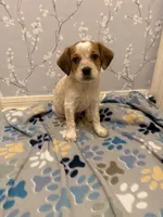 Yellow Collar-Male, a male Australian Cattle Dog and Cavalier King Charles Spaniel for sale in Ocala, FL – Photo 1 of 6