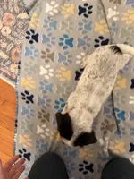 Orange Collar-Male, a male Australian Cattle Dog and Cavalier King Charles Spaniel for sale in Ocala, FL – Photo 3 of 3