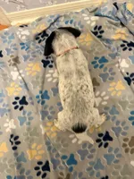 Orange Collar-Male, a male Australian Cattle Dog and Cavalier King Charles Spaniel for sale in Ocala, FL – Photo 2 of 3