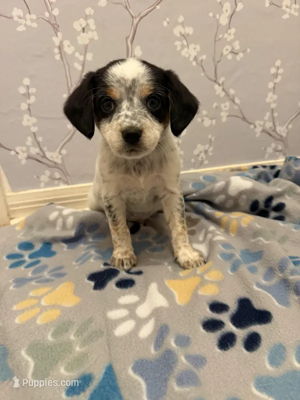 Orange Collar-Male – Australian Cattle Dog, Cavalier King Charles Spaniel puppy for sale in Ocala, FL
