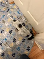 Purple Collar-Female, a female Australian Cattle Dog and Cavalier King Charles Spaniel for sale in Ocala, FL – Photo 3 of 3