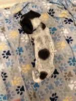 Purple Collar-Female, a female Australian Cattle Dog and Cavalier King Charles Spaniel for sale in Ocala, FL – Photo 2 of 3