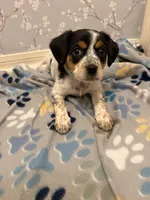 Purple Collar-Female, a female Australian Cattle Dog and Cavalier King Charles Spaniel for sale in Ocala, FL – Photo 1 of 3