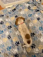 Pink Collar-Female, a female Australian Cattle Dog and Cavalier King Charles Spaniel for sale in Ocala, FL – Photo 3 of 3