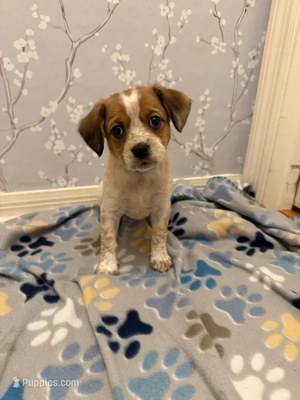 Pink Collar-Female – Australian Cattle Dog, Cavalier King Charles Spaniel puppy for sale in Ocala, FL