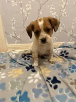 Pink Collar-Female, a female Australian Cattle Dog and Cavalier King Charles Spaniel for sale in Ocala, FL – Photo 2 of 3